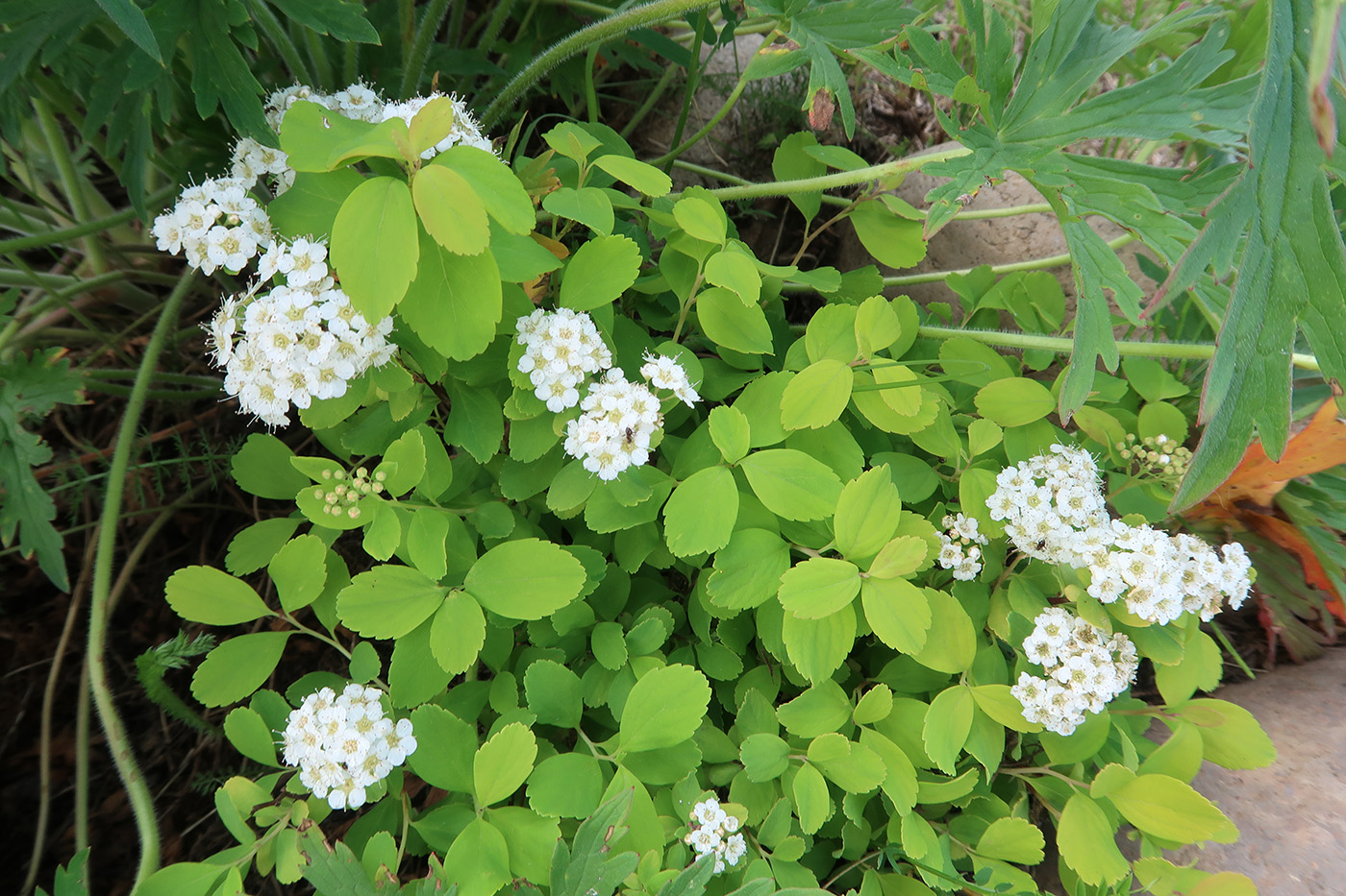 Изображение особи Spiraea betulifolia.