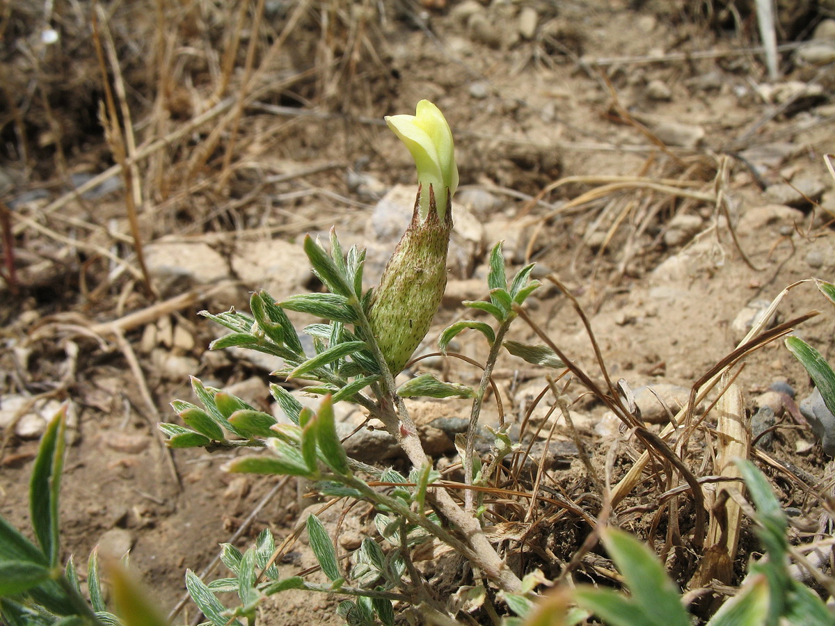 Изображение особи Astragalus xanthomeloides.