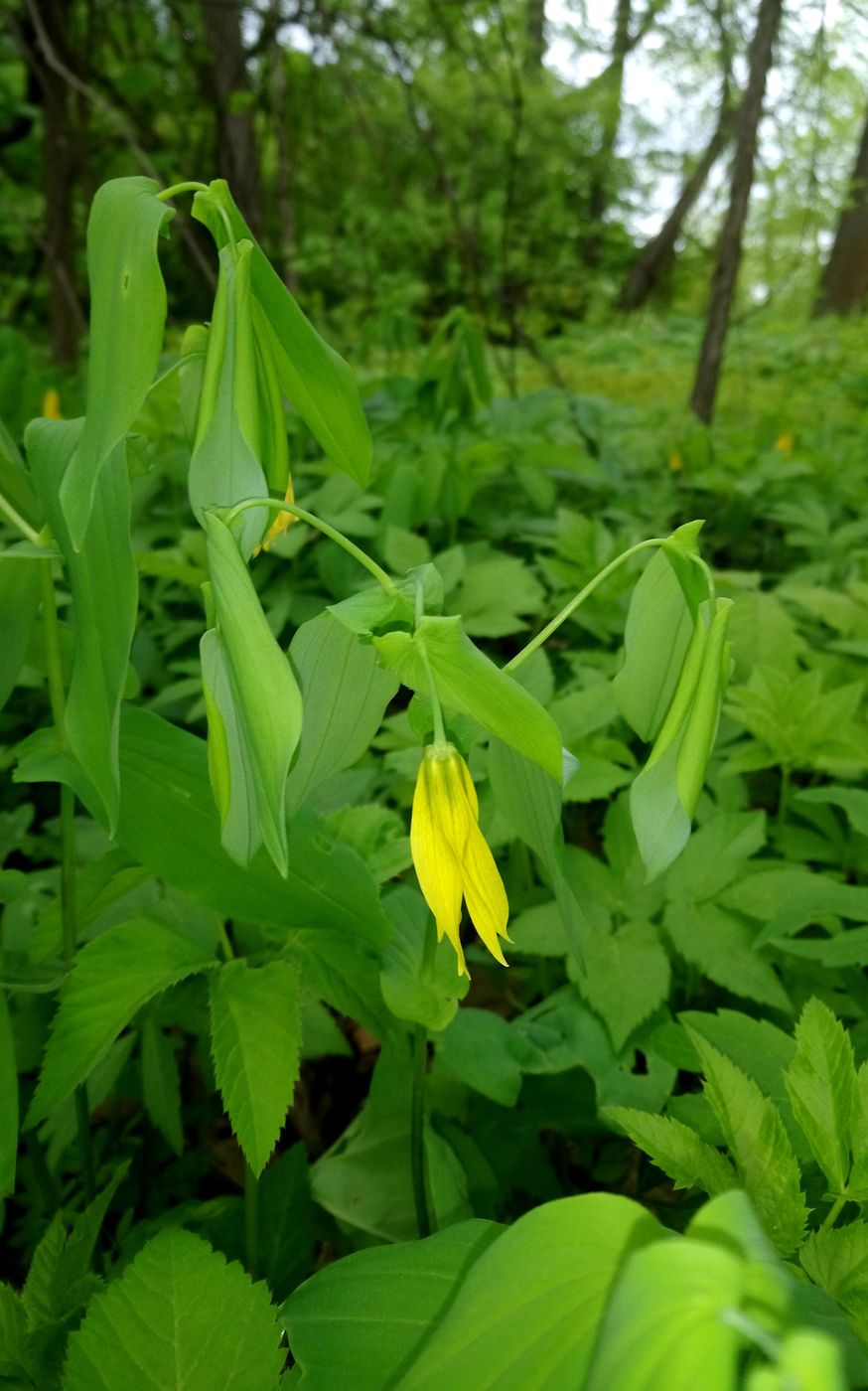 Изображение особи Uvularia grandiflora.