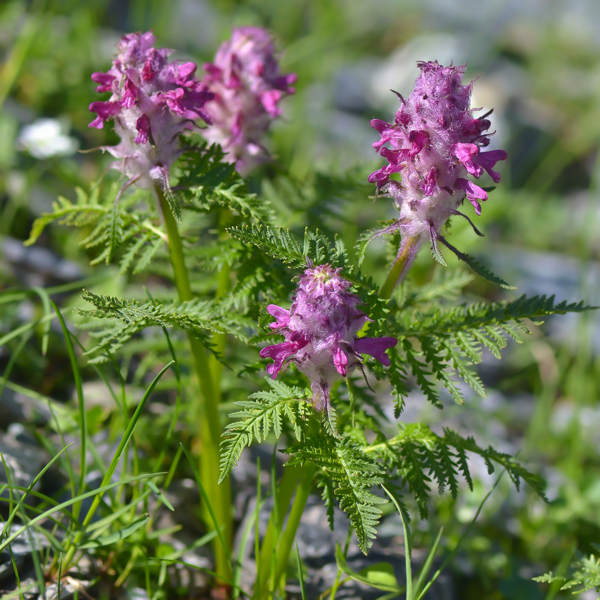 Изображение особи Pedicularis panjutinii.