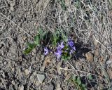 Vinca herbacea