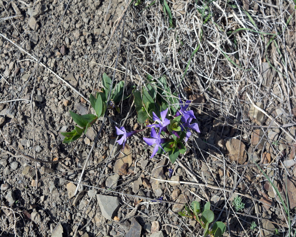 Изображение особи Vinca herbacea.