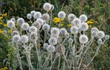 Echinops sphaerocephalus. Верхушка цветущего растения. Республика Татарстан, Камско-Устьинский р-н, окр. с. Камское Устье, правый берег р. Волга у подножия горы Лобач. 05.08.2018.