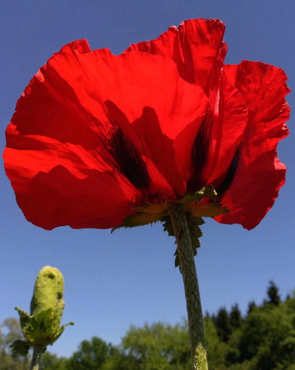 Изображение особи Papaver bracteatum.