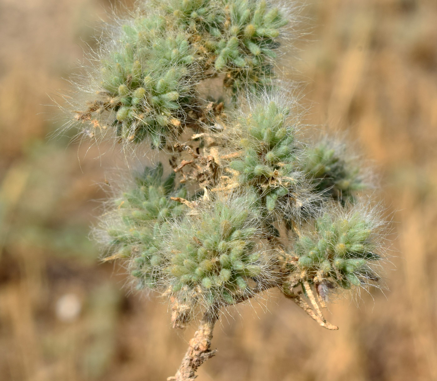 Изображение особи Halocharis hispida.