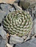 Orostachys thyrsiflora. Розетка листьев. Кыргызстан, Чуйская обл., Жайылский р-н, долина р. Кара-Балта, р-н водопада, скальный выход. 24.05.2019.