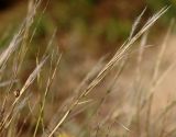 Stipagrostis lanata. Соплодия с улиткой. Израиль, у южной окраины Ашдода, пески. 10.03.2020.