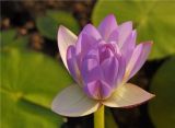 Nymphaea nouchali var. caerulea