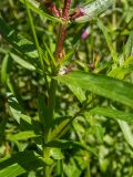 Lythrum salicaria