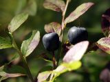 Vaccinium myrtillus. Часть веточки со зрелыми плодами. Архангельская обл., Устьянский р-н, окр. дер. Акичкин Починок, смешанный лес возле болота Круглое. 12.08.2006.