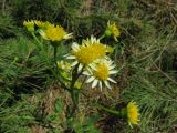 Tephroseris integrifolia