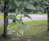 Betula grossa. Верхушка побега с мужскими соцветиями (Betula ulmifolia Siebold & Zucc.). Москва, ГБС РАН, дендрарий. 30.08.2021.