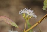 род Eucalyptus