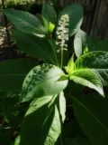 Phytolacca acinosa