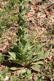 Verbascum jankaeanum