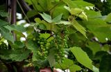 Vitis vinifera. Верхушка побега с незрелыми соплодиями. Грузия, г. Тбилиси, в культуре. 10.06.2023.