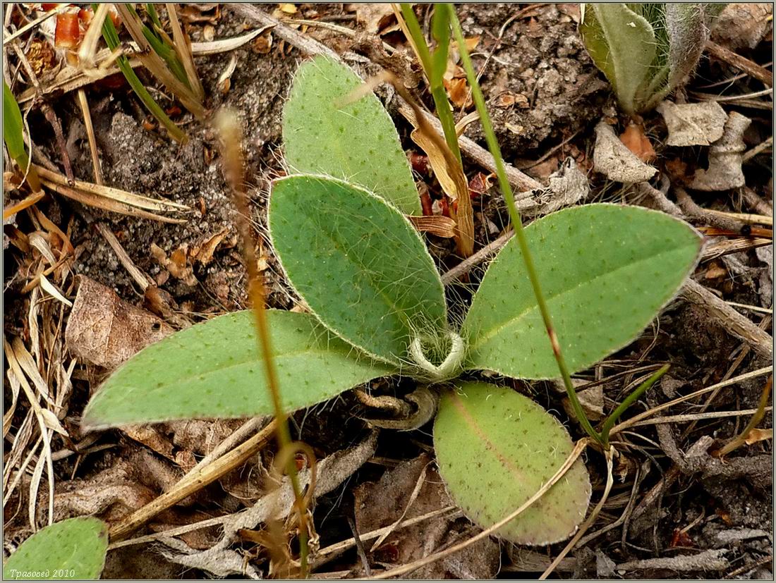 Изображение особи Pilosella officinarum.