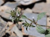 Nepeta pungens