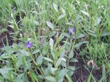 Vinca herbacea