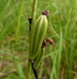 Ophrys apifera