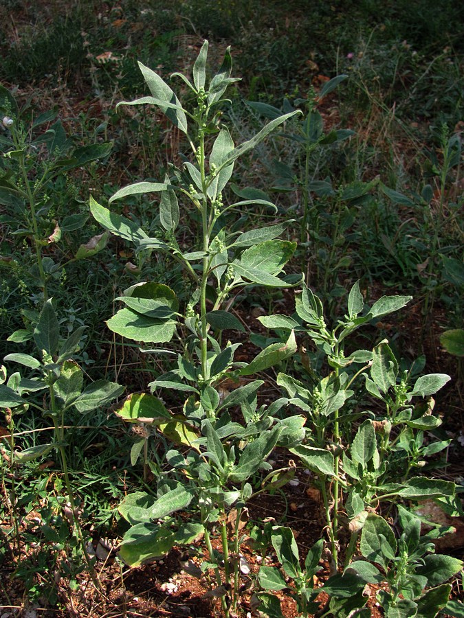 Изображение особи Cyclachaena xanthiifolia.