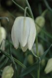 Fritillaria meleagris