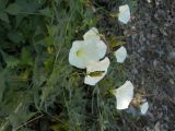 Convolvulus scammonia