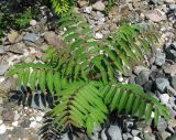 Ailanthus altissima