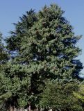 Pinus wallichiana