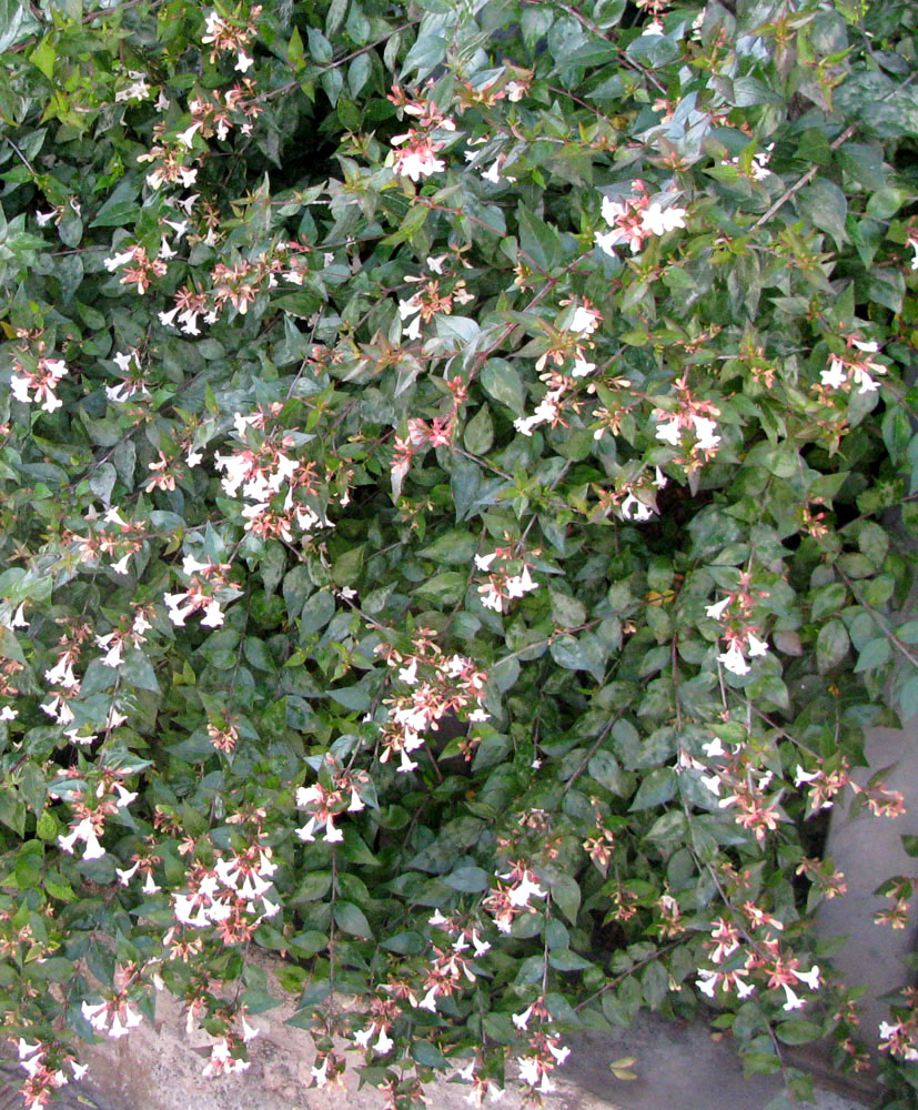 Изображение особи Abelia &times; grandiflora.