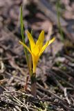 Colchicum luteum. Цветущее растение. Южный Казахстан, Таласский Алатау, ущ. Кши-Каинды. 12.04.2013.