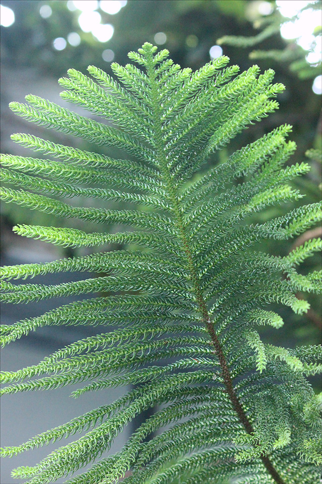 Изображение особи Araucaria heterophylla.