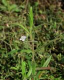 Veronica scutellata