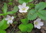 Oxalis acetosella. Цветущее растение. Ленинградская обл., Кингисеппский р-н, окр. оз. Глубокое. 15.05.2010.