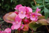 Begonia &times; hortensis