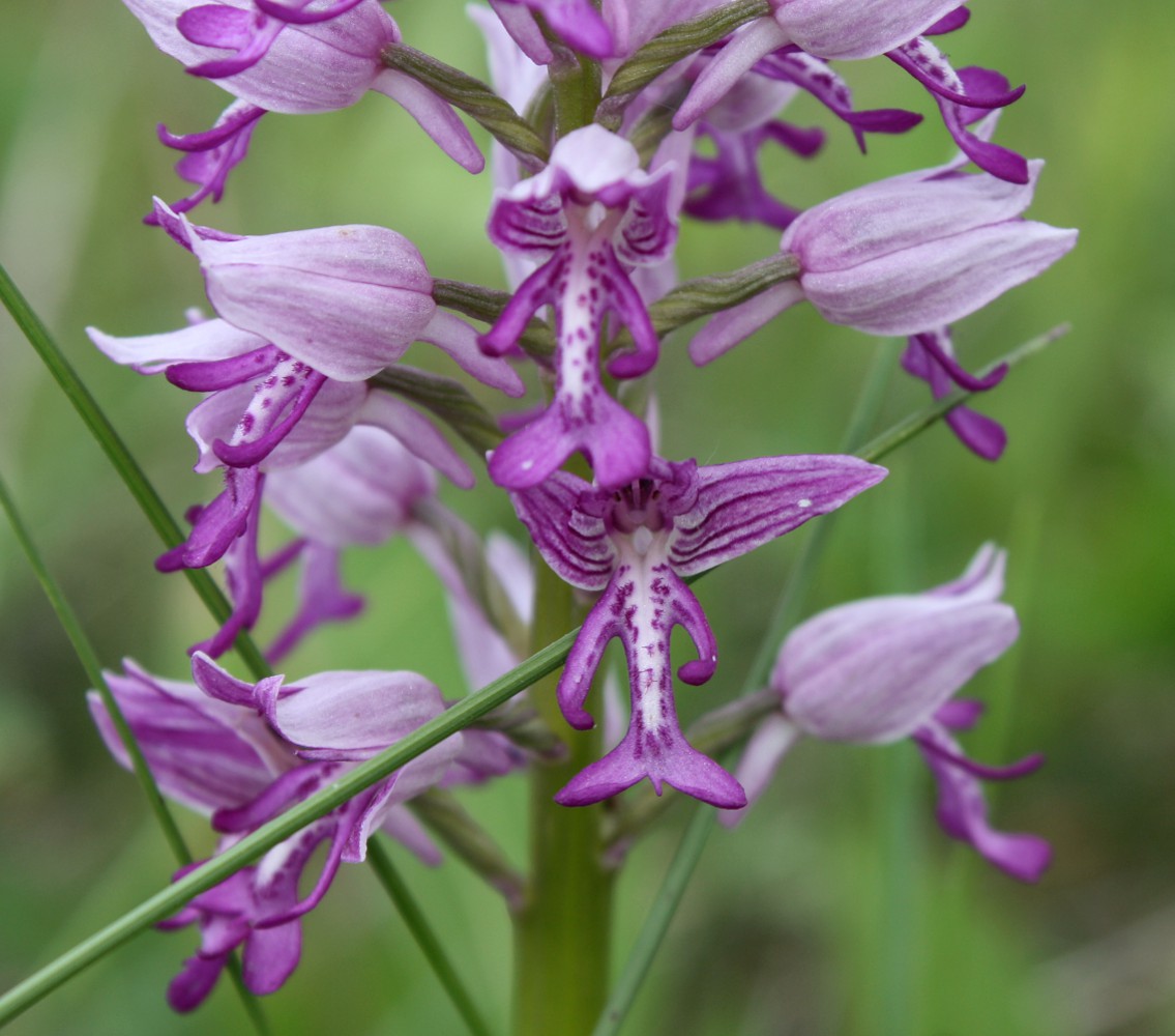 Изображение особи Orchis militaris.