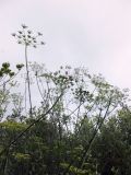 Heracleum sibiricum. Верхушка растения. Мурманская обл., Североморский р-н, пгт Росляково. 31.07.2014.