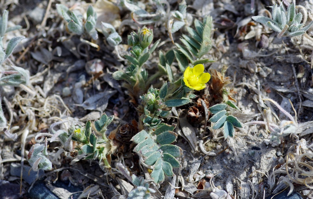 Изображение особи Potentilla orientalis.