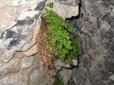 Asplenium ruta-muraria. Вегетирующее растение. Южный Казахстан, Зап. Тянь-Шань, Таласский Алатау, запов. \"Аксу-Джабаглы\", правый склон каньона Аксу, ≈ 1500 м н.у.м., под потолком у входа в пещеру. 12 сентября 2010 г.