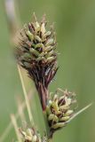 Carex buxbaumii