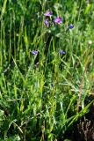 Campanula patula