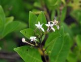 Clerodendrum inerme. Верхушка побега с соцветием. Андаманские острова, остров Нил, прибрежные заросли кустарников. 03.01.2015.