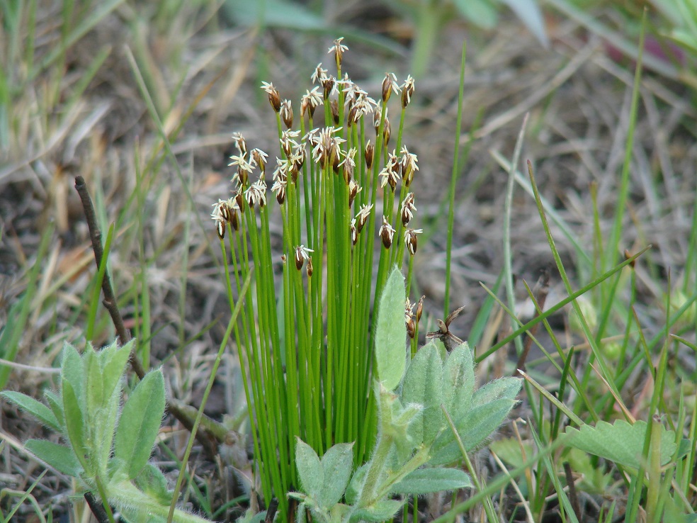 Изображение особи Trichophorum cespitosum.