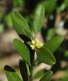 Buxus sempervirens