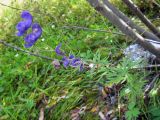 Aconitum volubile