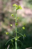 Euphorbia jaxartica. Верхушка цветущего растения. Южный Казахстан, левый берег Сыр-Дарьи в 10 км выше Сюткента. 29.04.2015.