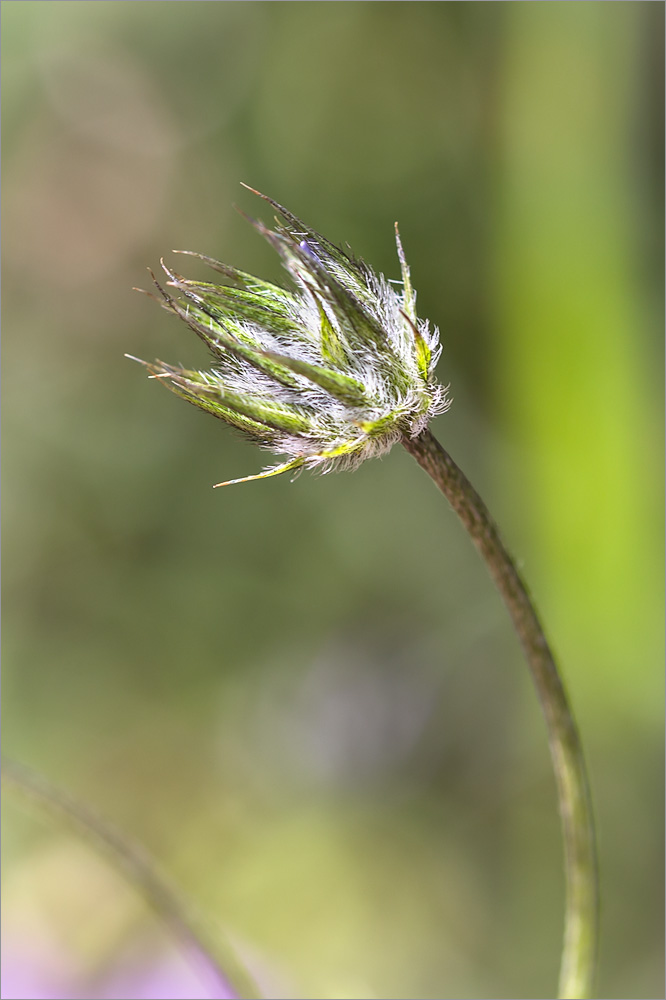 Изображение особи Psoralea bituminosa.