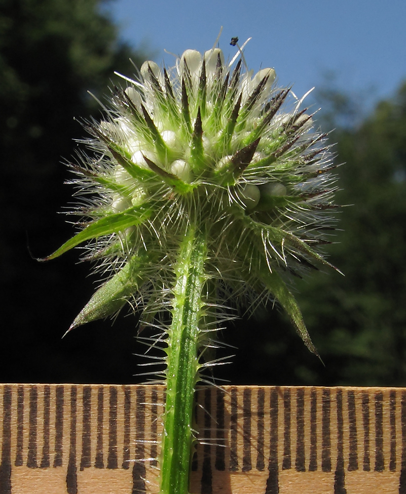 Image of Dipsacus pilosus specimen.