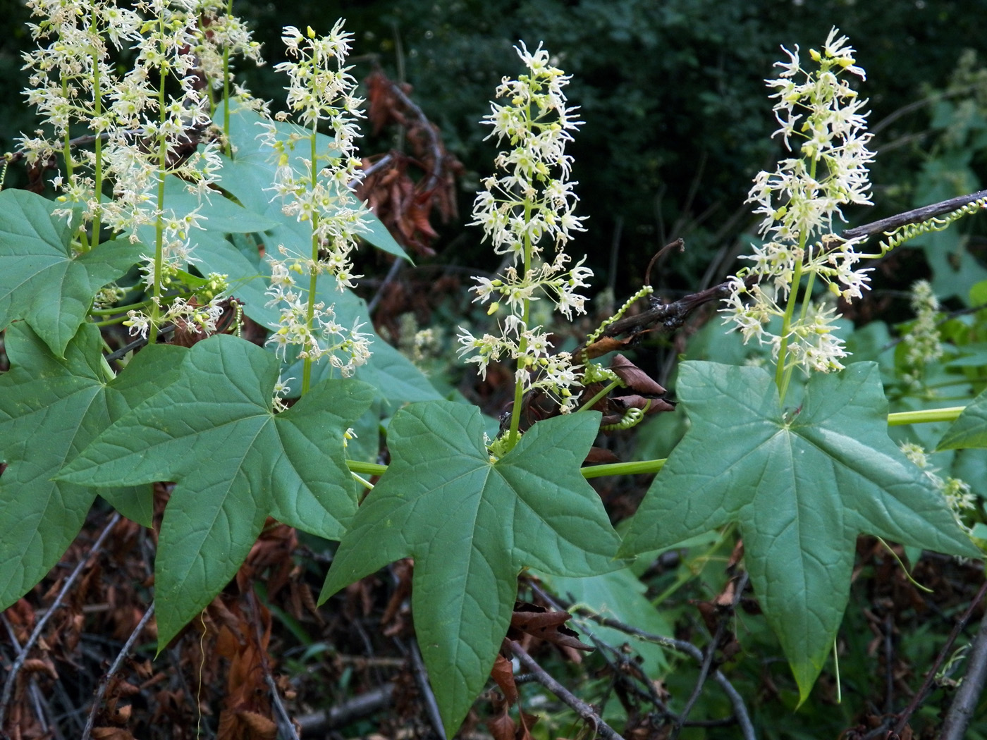 Изображение особи Echinocystis lobata.