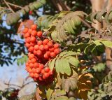 Sorbus sibirica. Соплодия и листья. Восточный Казахстан, г. Усть-Каменогорск, сквер у здания, в культуре. 13.10.2013.